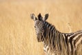 A closeup of a plains zebra foal standing in tall grass. Royalty Free Stock Photo