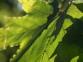 A closeup of a plane tree leaf backlit by autumn sun Royalty Free Stock Photo