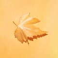 Closeup Of plane tree leaf Royalty Free Stock Photo