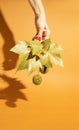 Closeup of plane tree leaf and fruit and a woman's hand Royalty Free Stock Photo