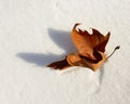 Closeup Plane trees Platan autumn leaves on the snow