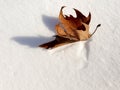 Closeup Plane trees Platan autumn leaves on the snow