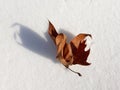 Closeup Plane trees Platan autumn leaves on the snow