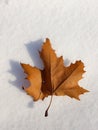 Closeup Plane trees Platan autumn leaves on the snow