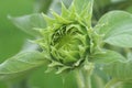 Nature Green Background. Baby Sunflower Ready To Bloom. Young  Sunflower Grow. Green Flower  Details. New Hope And Life Concept