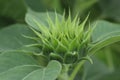 Nature Green Background. Baby Sunflower Ready To Bloom. Young  Sunflower Grow. Green Flower  Details. New Hope And Life Concept