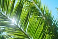 Closeup plant background, texture, green leaf of palm tree