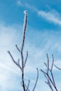 Closeup of a plant covered in frost under a blue sky and sunlight Royalty Free Stock Photo