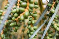 Closeup of a plant with green fruits