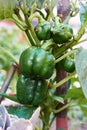 A closeup of plant of green organic sweet bell peppers growing in the garden Royalty Free Stock Photo