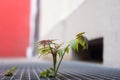 plant growthing through a metal grid in the street