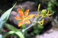 Closeup of plant Iris domestica, commonly known as leopard flower .Has healing effects. Blurred background Royalty Free Stock Photo