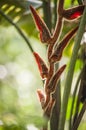 Closeup of Plant from jungle in Ecuador Royalty Free Stock Photo