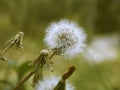 Closeup of a plant known as dandelion