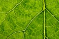 Closeup plant texture background Royalty Free Stock Photo