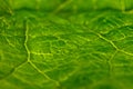 Closeup plant texture background