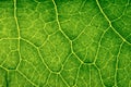 Closeup plant texture background