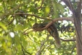 Closeup of Plantain squirrel lying on a tree branch Royalty Free Stock Photo