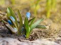 Closeup plants grows from the ground. Scilla first flowers that blossom after a long winter.