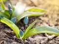 Closeup plants grows from the ground. Shallow depth of field. Sunset