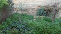 Closeup of plants and trees on the base of a rock formation Royalty Free Stock Photo