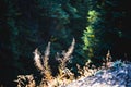 Closeup of plants (Western anemone) (Anemone occidentalis)on side of mountain