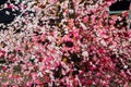Closeup plastic sakura Cherry blossom tree.