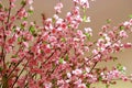 Closeup plastic sakura tree for background ontree branch