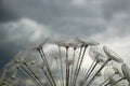 Closeup of a plastic transparent dandelion, abstract background