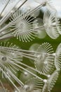 Closeup of a plastic transparent dandelion, abstract background