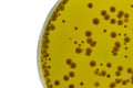 Closeup for plate Bacteria culture growth on Selective media Royalty Free Stock Photo