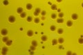 Closeup for plate Bacteria culture growth on Selective media, Royalty Free Stock Photo