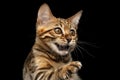 Closeup Playful Bengal Kitty on Isolated Black Background Royalty Free Stock Photo