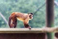 Closeup of a playful macaque on a roof of a building in a zoo