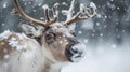 Closeup of a playful reindeer its head tilted back as it playfully nuzzles its furry face into a pile of freshly fallen Royalty Free Stock Photo