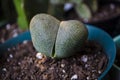 Pleiospilos Nelii Split Rock Succulent Plant Royalty Free Stock Photo