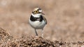 Closeup of a Plover bird perched on a ground Royalty Free Stock Photo