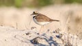 Closeup of a Plover bird perched on the sand Royalty Free Stock Photo