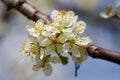 Closeup of plum flowers in the spring