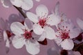 Closeup plum tree blossoms