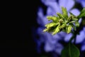 Plumbago auriculata flower in nature garden Royalty Free Stock Photo