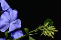 Closeup plumbago auriculata flower in nature garden Royalty Free Stock Photo