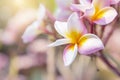 Closeup Plumeria flower over blurred garden background with vintage morning warm light Royalty Free Stock Photo