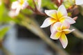 Closeup Plumeria flower over blurred garden background with vintage morning warm light Royalty Free Stock Photo