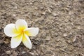 Closeup of Plumeria flowers on asphalt road Royalty Free Stock Photo