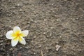 Closeup of Plumeria flowers on asphalt road Royalty Free Stock Photo