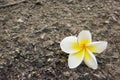 Closeup of Plumeria flowers on asphalt road Royalty Free Stock Photo