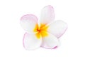 Closeup Plumeria pink and white color on white background Royalty Free Stock Photo