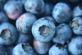 Closeup of plump organic fresh picked blueberries Royalty Free Stock Photo