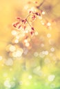 Closeup of poaceae with dew on blurred bokeh background. Outdoo Royalty Free Stock Photo